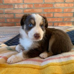 Nutmeg [Red Tri Male, with Tail] - Miniature Australian Shepherd puppy from Starry-Eyed Mini Aussies with Tails